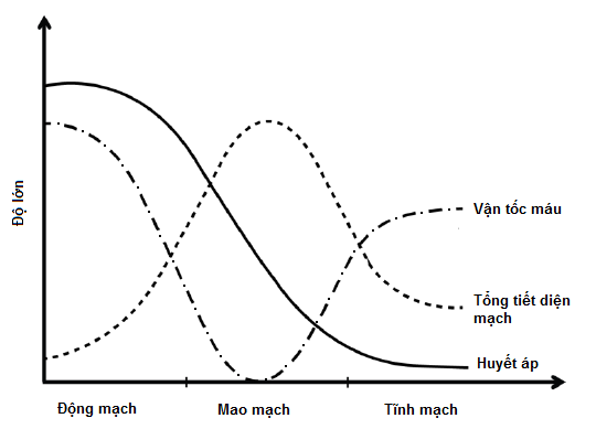 Máu trong tĩnh mạch luôn nghèo oxy: Những điều bạn cần biết