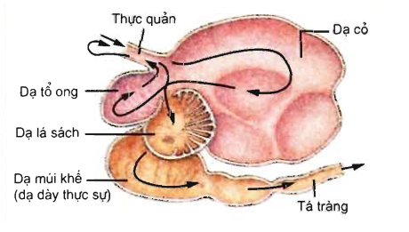 Dạ Dày Ở Động Vật Nào Có 4 Ngăn: Tìm Hiểu Chi Tiết Và Thú Vị