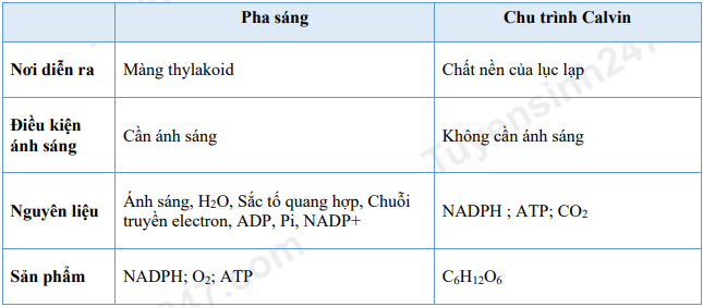 Sản phẩm của pha tối