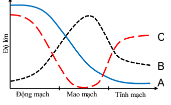 Chế Độ Ăn Uống và Lối Sống ảnh hưởng đến Huyết Áp và Vận Tốc Máu