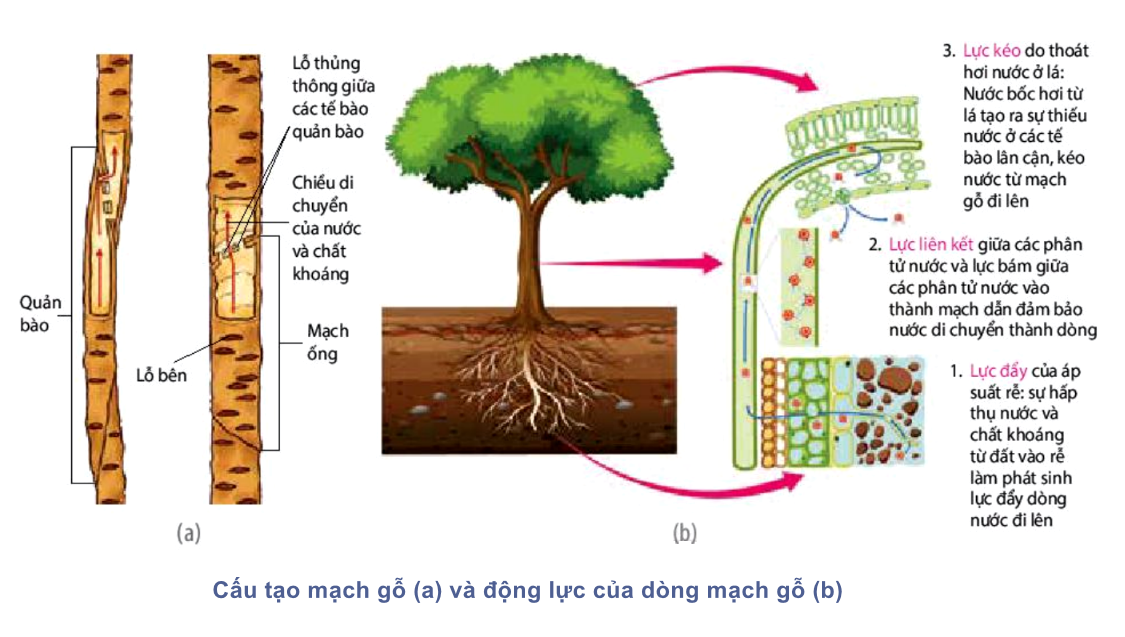 Dòng Mạch Gỗ: Khám Phá Hệ Thống Vận Chuyển Sự Sống Trong Cây