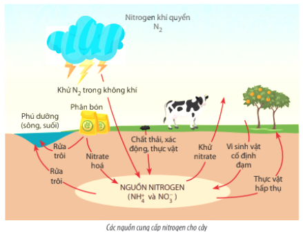 Chuyển Hóa NO3- Thành NH4+: Phương Pháp, Ứng Dụng và Tầm Quan Trọng