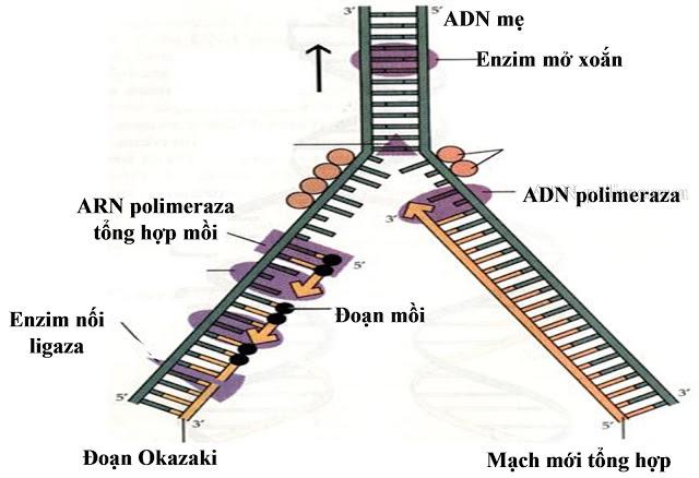 Enzim Ligaza Có Vai Trò: Tầm Quan Trọng và Ứng Dụng