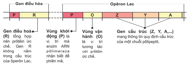 Cấu Trúc Operon: Khám Phá và Ứng Dụng Trong Sinh Học