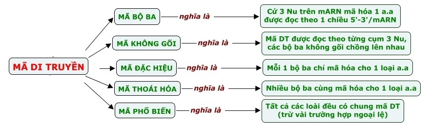 4 Đặc Điểm Của Mã Di Truyền: Khám Phá Những Điều Thú Vị Về Gen