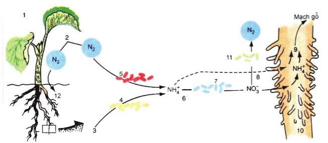 Hình vẽ dưới đây mô tả quá trình chuyển hoá nitơ trong đất.Có bao ...