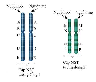 Cặp NST Tương Đồng: Khái Niệm và Vai Trò Trong Di Truyền Học