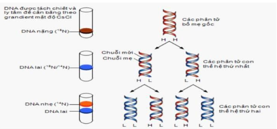 Kết quả nhân đôi ADN: Phân tích chi tiết về cơ chế và kết quả