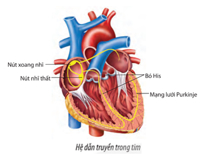 Hoạt động của hệ dẫn truyền tim: Hiểu rõ cơ chế, rối loạn và cách phòng ngừa