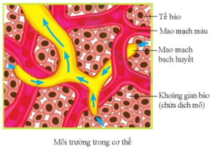 Môi Trường Trong Cơ Thể Gồm Những Gì? Hiểu Rõ Để Sống Khỏe Mạnh