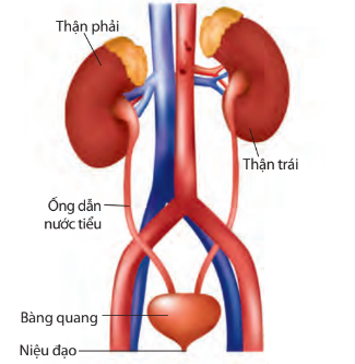 Cấu Tạo Của Hệ Bài Tiết Nước Tiểu Bao Gồm Những Gì? Khám Phá Chi Tiết Và Thú Vị