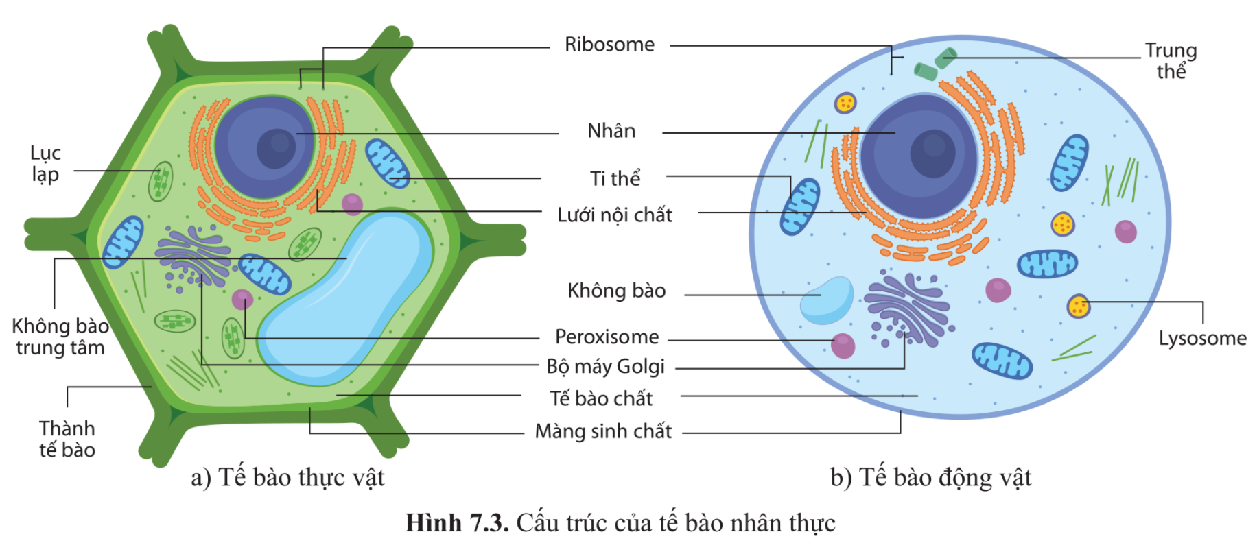 Đặc điểm chung của tế bào nhân thực: Khám phá cấu trúc và chức năng