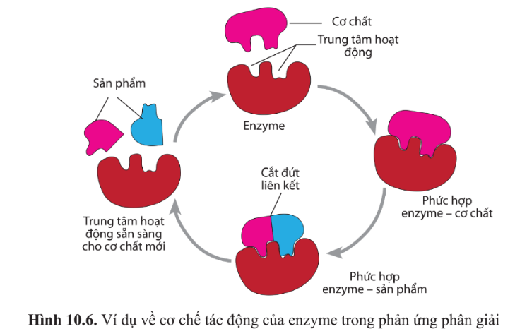 Cơ chất là gì? Khám phá vai trò và tầm quan trọng của cơ chất trong sinh học