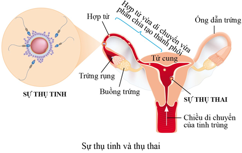 Bản Chất Của Sự Thụ Tinh: Khám Phá Quá Trình Kỳ Diệu Của Tự Nhiên