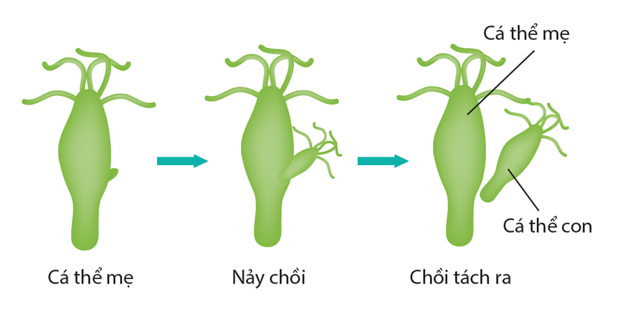 Nảy Chồi: Khám Phá Quá Trình Sinh Sản Vô Tính Đầy Thú Vị Trong Tự Nhiên