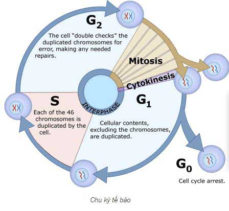 Cytokinesis là gì - Khám phá quá trình phân chia tế bào thú vị