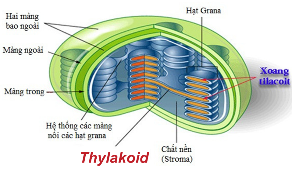 Granum là gì? Tìm hiểu cấu trúc và vai trò quan trọng trong quang hợp