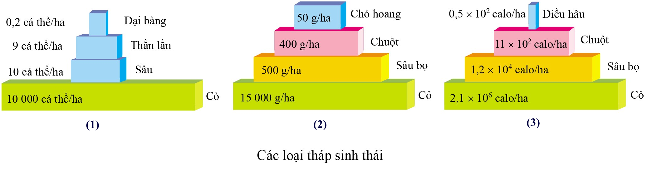 Các Dạng Tháp Sinh Thái: Hiểu Biết Toàn Diện và Ứng Dụng Thực Tiễn