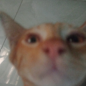 tgbao